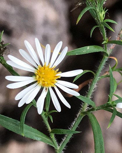 image of Symphyotrichum pilosum var. pilosum, Frost Aster, White Heath Aster