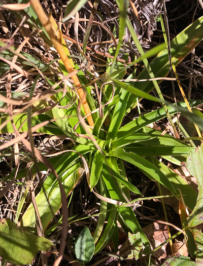 image of Aletris farinosa, Northern White Colicroot, Mealy Colicroot, Stargrass