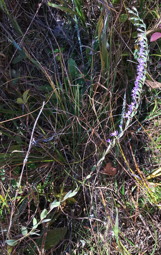 image of Symphyotrichum concolor var. concolor, Eastern Silvery Aster