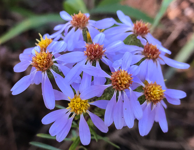 image of Ionactis linariifolia, Stiffleaf Aster, Flaxleaf Aster, Spruce Aster