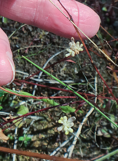 image of Burmannia capitata, White Burmannia, Southern Bluethread