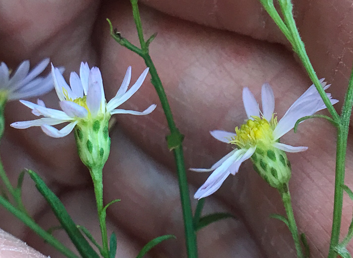 image of Symphyotrichum racemosum var. subdumosum, Small White Oldfield Aster