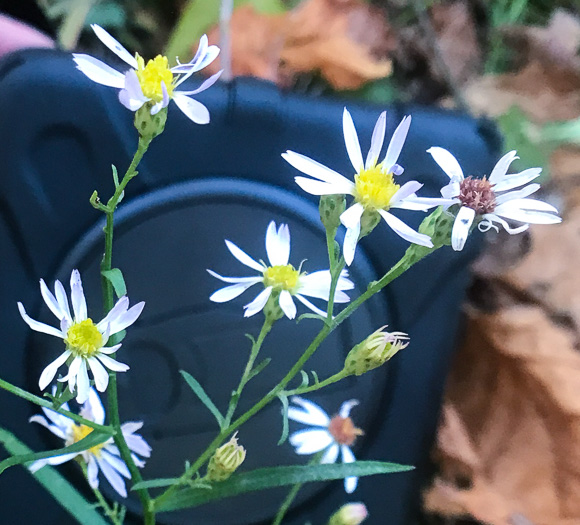 image of Symphyotrichum racemosum var. subdumosum, Small White Oldfield Aster