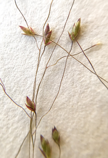 image of Eragrostis capillaris, Lace Lovegrass, Lacegrass