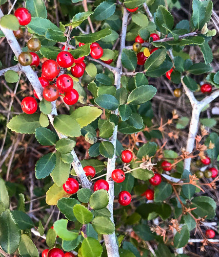 image of Ilex vomitoria, Yaupon Holly, Yaupon