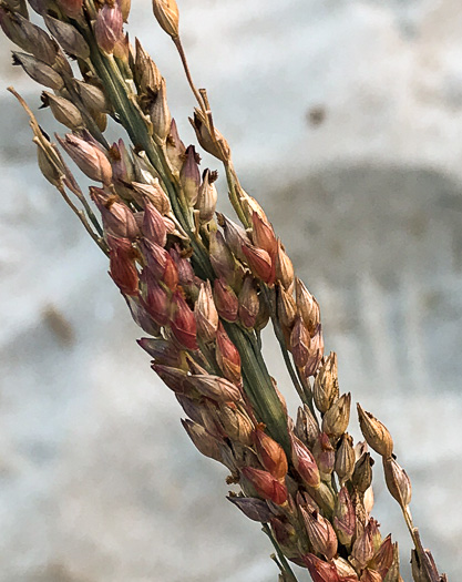 Seaside Panicum