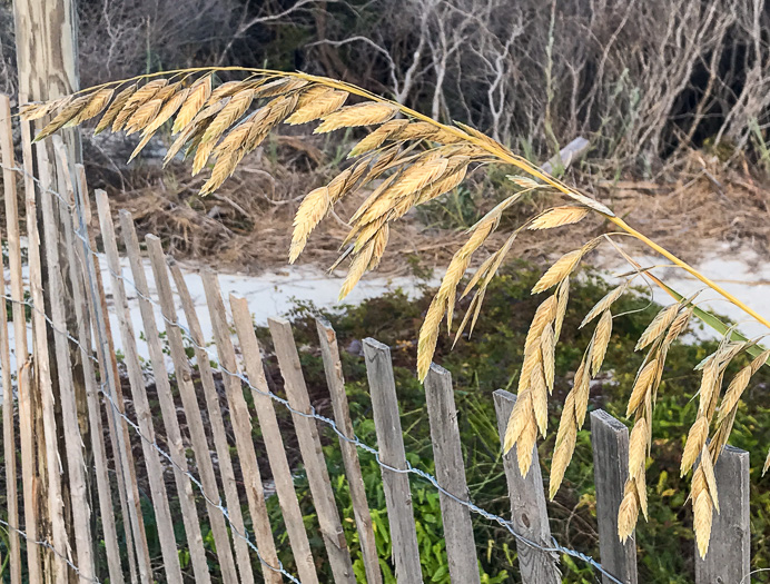 image of Uniola paniculata, Sea Oats