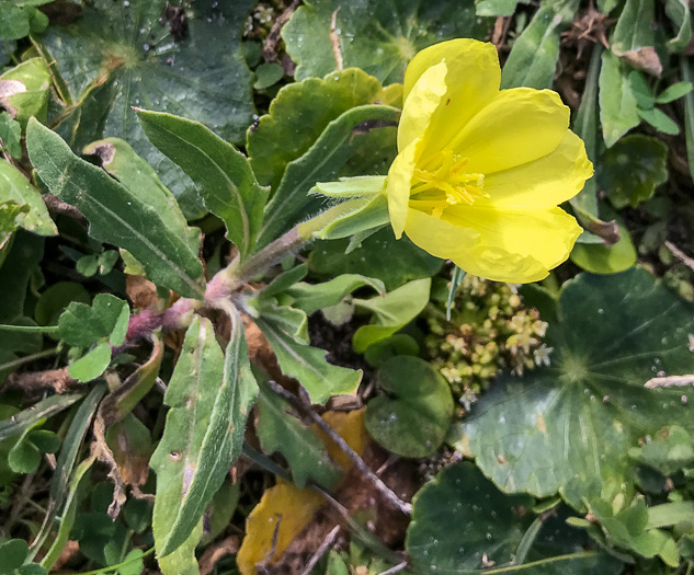 image of Oenothera humifusa, Dunes Evening Primrose, Seabeach Evening Primrose, Spreading Evening Primrose