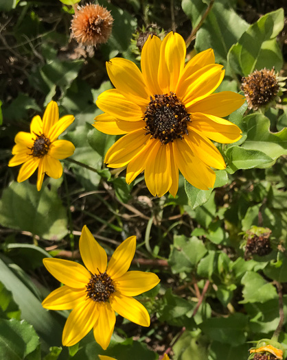 image of Helianthus debilis ssp. debilis, East Florida Beach Sunflower