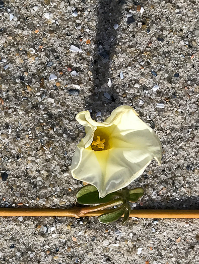 image of Ipomoea imperati, Fiddleleaf Morning Glory, Beach Morning Glory