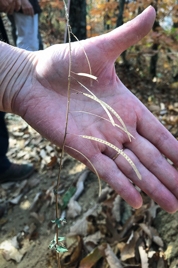 image of Borodinia canadensis, Canada Rockcress, Sicklepod