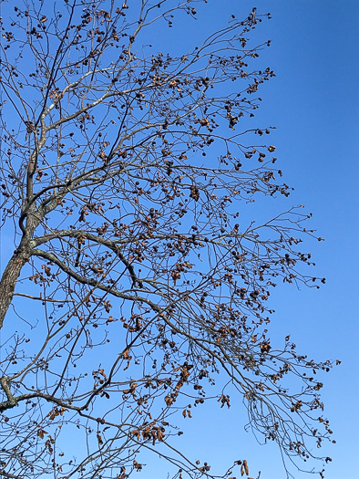 image of Carya glabra, Pignut Hickory