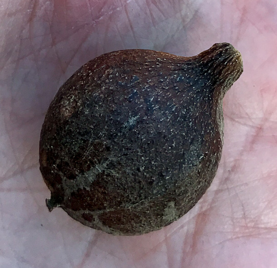 image of Carya glabra, Pignut Hickory