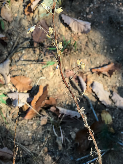 image of Ipomopsis rubra, Standing-cypress, Spanish-larkspur