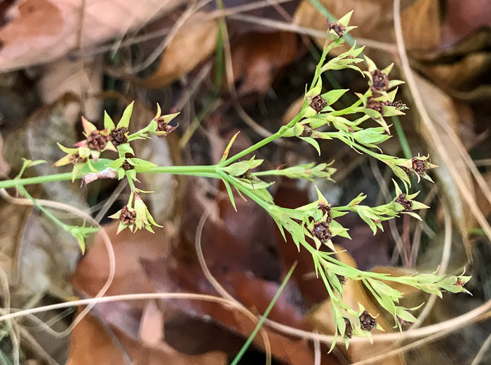 image of Hypericum virgatum, Strict St. Johnswort, Sharpleaf St. Johnswort