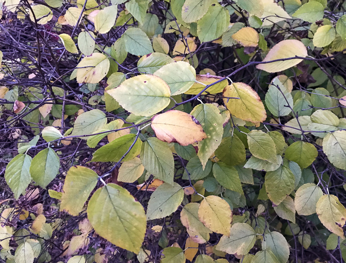 image of Neviusia alabamensis, Alabama Snow-wreath, Neviusia