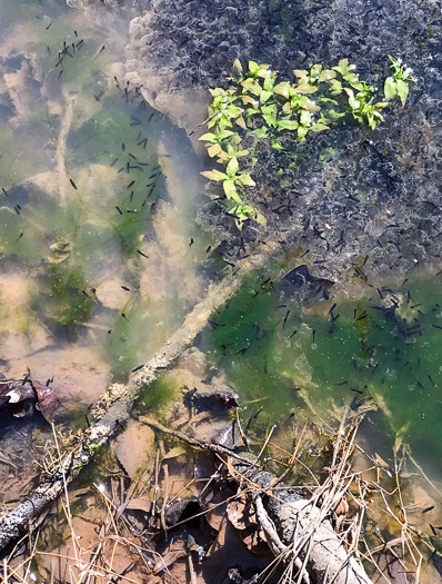 image of Ludwigia palustris, Common Water-purslane, Marsh Purslane, Marsh Seedbox