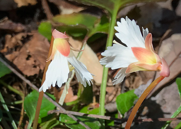 image of Shortia galacifolia, Oconee Bells, Southern Shortia