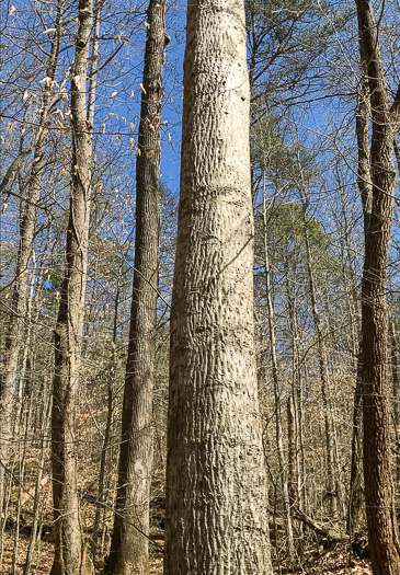 image of Carya tomentosa, Mockernut Hickory, White Hickory