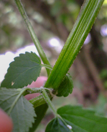 image of Agastache scrophulariifolia, Purple Giant-hyssop