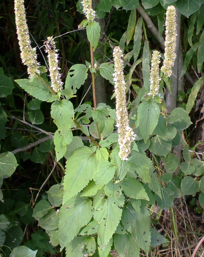 image of Agastache scrophulariifolia, Purple Giant-hyssop