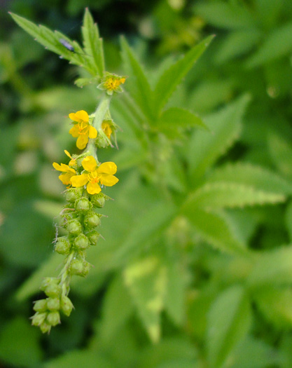 image of Agrimonia striata, Roadside Agrimony