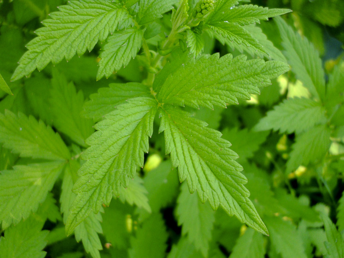 image of Agrimonia striata, Roadside Agrimony