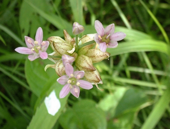 image of Allium canadense, Wild Onion, Meadow Garlic