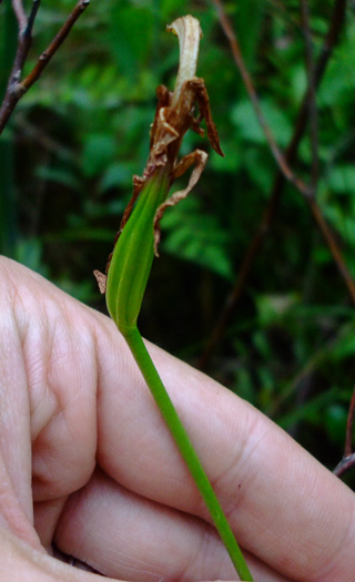 image of Arethusa bulbosa, Bog-rose, Dragon's-mouth, Arethusa