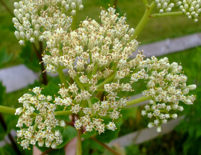 image of Arnoglossum reniforme, Great Indian-plantain