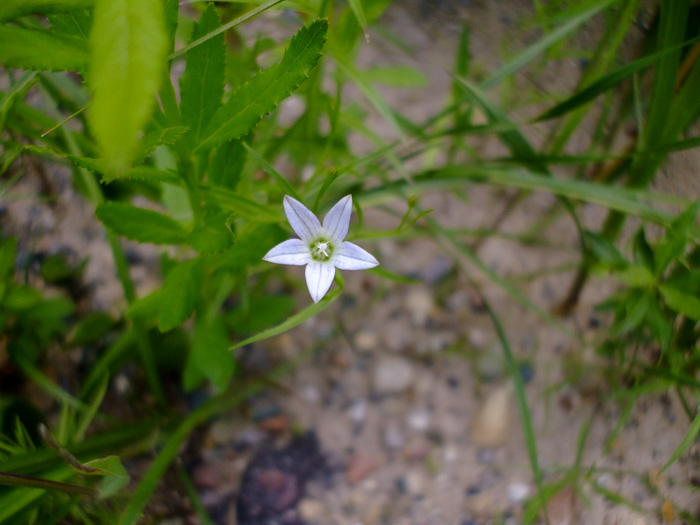 image of Palustricodon aparinoides var. grandiflorus, Largeflower Marsh-bellflower