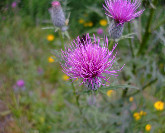 image of Cirsium muticum, Swamp Thistle