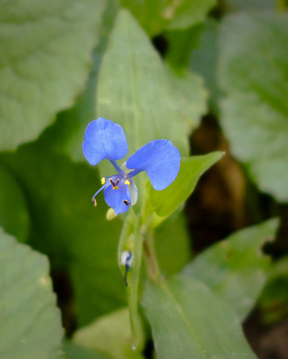 image of Commelina diffusa, Spreading Dayflower, Creeping Dayflower