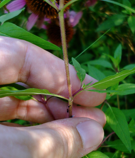 image of Cuphea viscosissima, Clammy Cuphea, Blue Waxweed