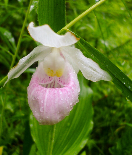 image of Cypripedium reginae, Showy Lady's Slipper, Queen Lady's Slipper