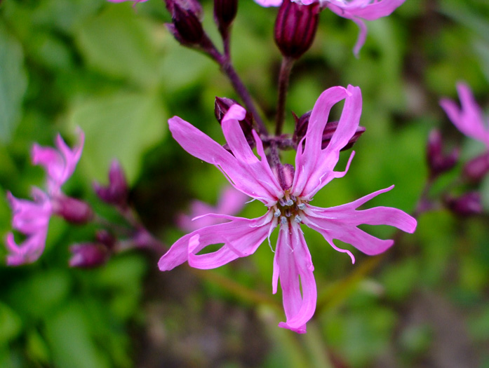 image of Silene flos-cuculi ssp. flos-cuculi, Ragged Robin