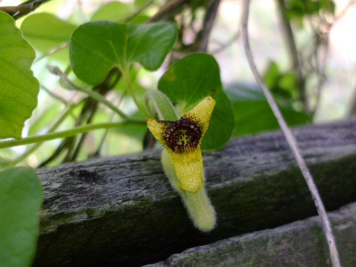 image of Isotrema tomentosum, Woolly Dutchman's Pipe, Woolly Pipevine