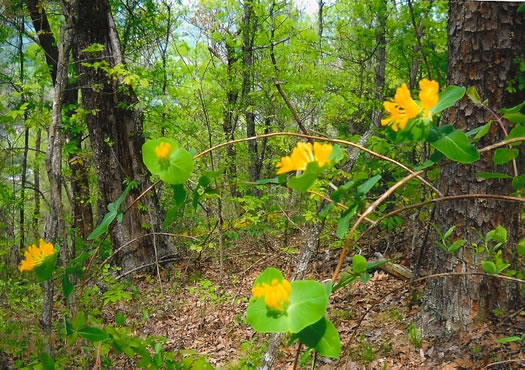 image of Lonicera flava, Yellow Honeysuckle