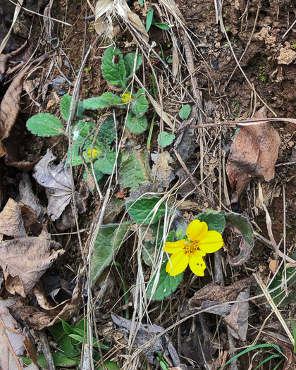 image of Chrysogonum repens, Carolina Green-and-gold