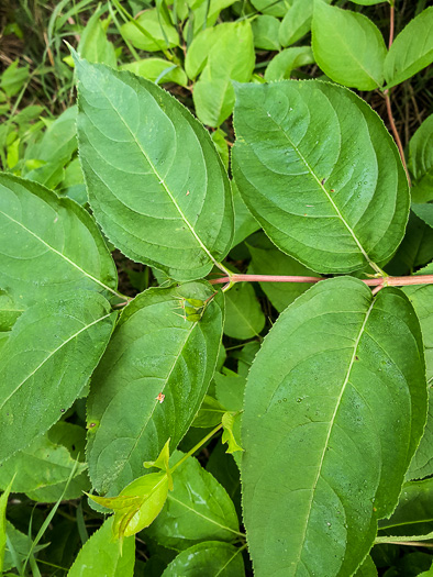 image of Diervilla lonicera, Northern Bush-honeysuckle