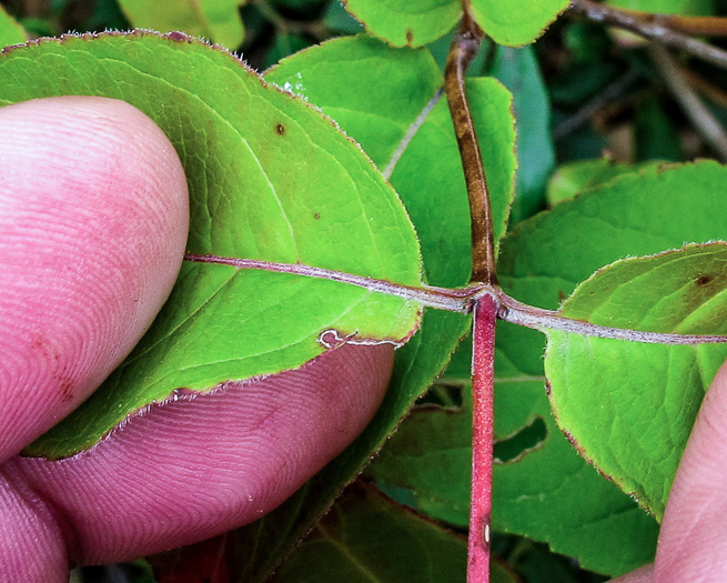 image of Diervilla lonicera, Northern Bush-honeysuckle