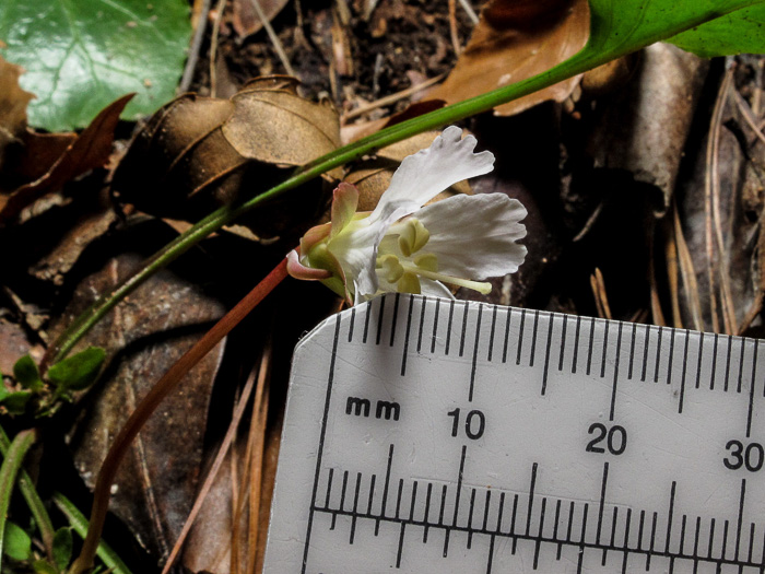 image of Shortia brevistyla, Northern Shortia, Northern Oconee Bells