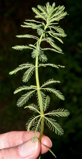 Myriophyllum aquaticum, Parrot-feather