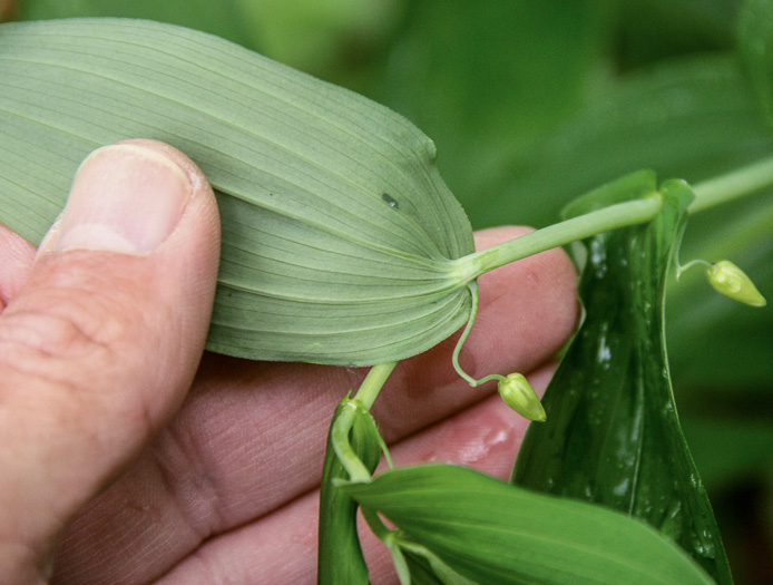 image of Streptopus amplexifolius var. amplexifolius, Clasping Twisted-stalk, White Mandarin, Pagoda-bells