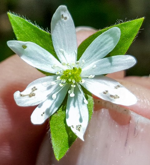 image of Stellaria corei, Tennessee Starwort