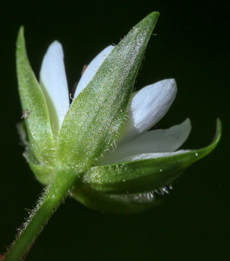 image of Stellaria corei, Tennessee Starwort