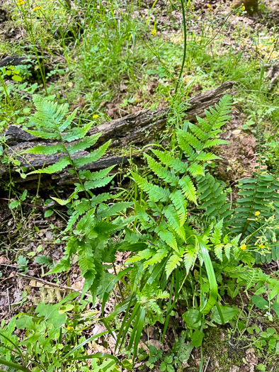 image of Dryopteris celsa, Log Fern