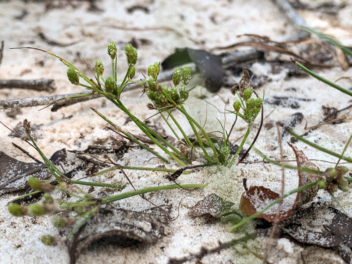 image of Fimbristylis perpusilla, Harper's Fimbry