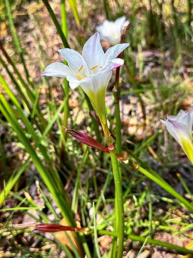 image of Zephyranthes simpsonii, Florida Atamasco-lily, Red-margined Atamasco-lily, Rain-lily