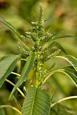 image of Amaranthus australis, Southern Water-hemp, Southern Amaranth, Careless